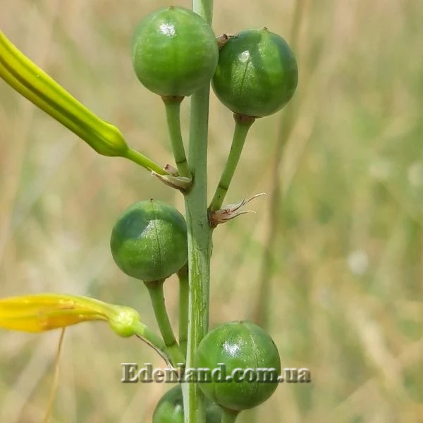 Изображение зеленые плоды