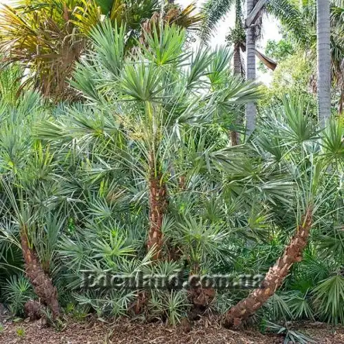 Зображення Сереноа повзуча - Serenoa repens