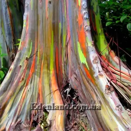 Изображение Эвкалипт радужный - Eucalyptus deglupta