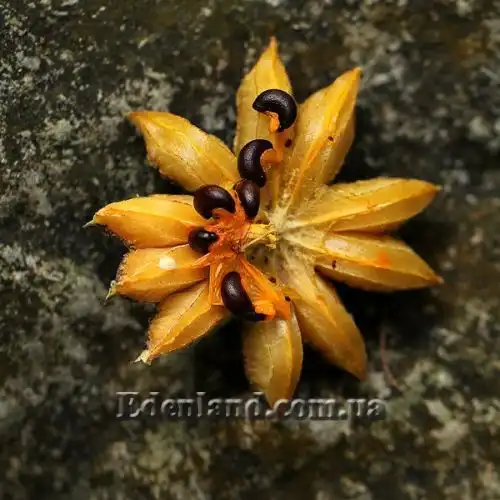 Изображение Туррея обильноцветущая - Turraea floribunda