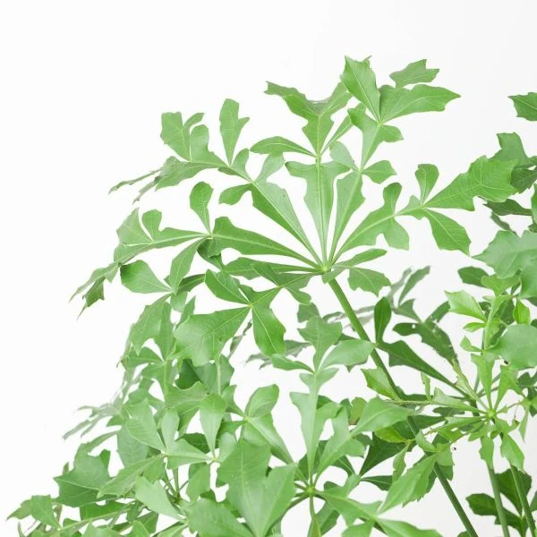 Зображення Куссонія колосовидна - Cussonia spicata 