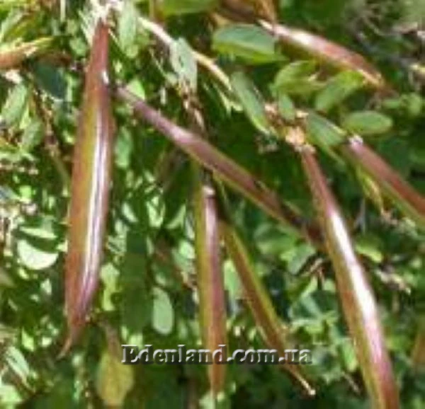 Изображение Баухиния натальская  - Вauhinia natalensis