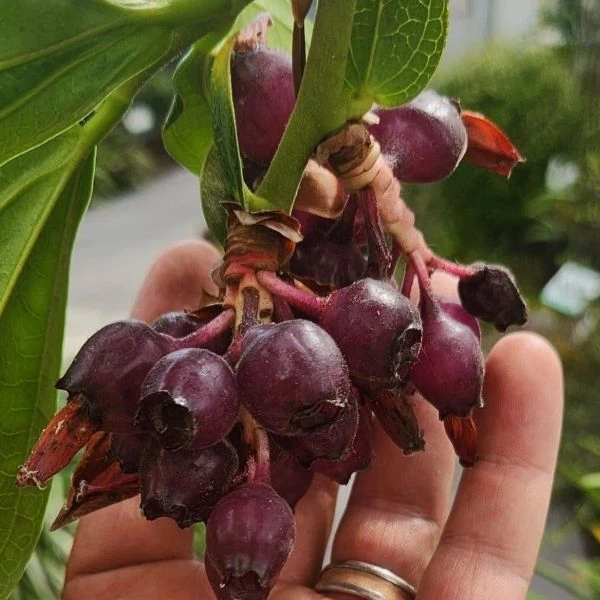 Зображення Кавендішія кереме  - Cavendishia quereme 