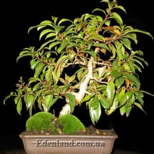 Зображення бонсай