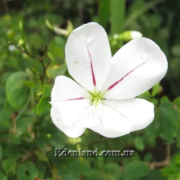 Изображение Баухиния натальская  - Вauhinia natalensis