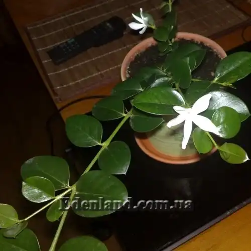 Изображение цветущее растение