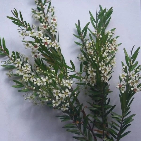 Зображення Лептоспермум Петерсона  - Leptospermum petersonii 
