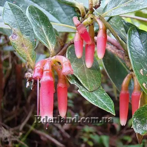 Изображение цветы и бутоны