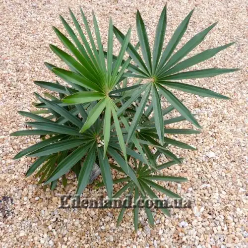 Изображение Коккотринакс борхидиана - Coccothrinax borhidiana