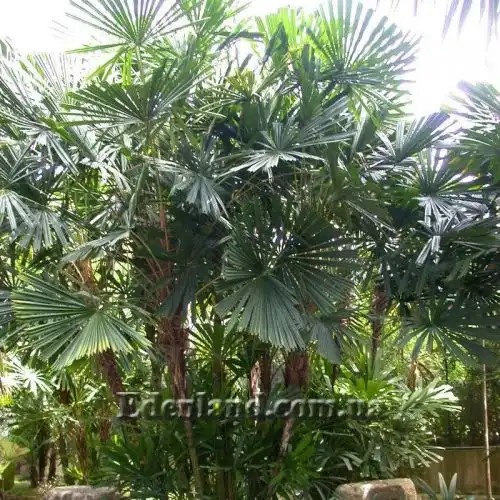 Изображение Ликуала колючая - Licuala spinosa