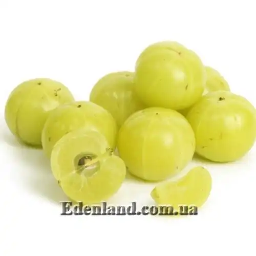 Изображение Филлантус эмблика - Phyllanthus emblica