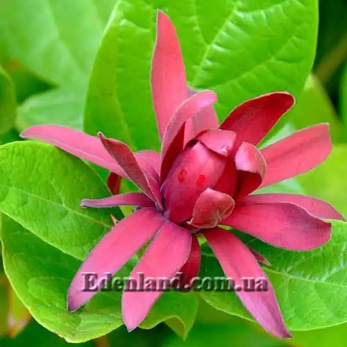 Калікант західний - Calycanthus occidentalis