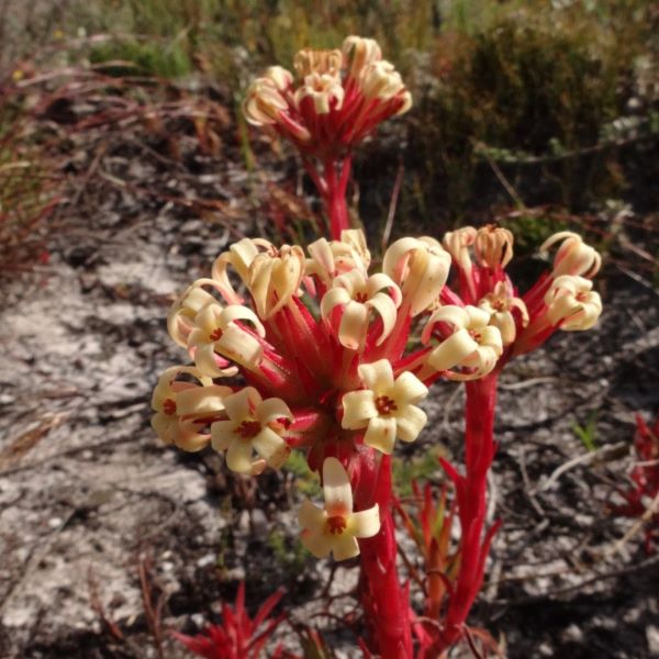 Зображення Крассула пучкувата - Crassula fascicularis  