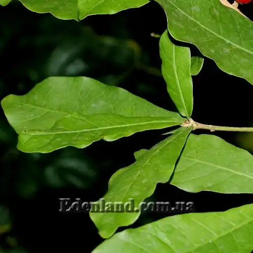 Изображение листья