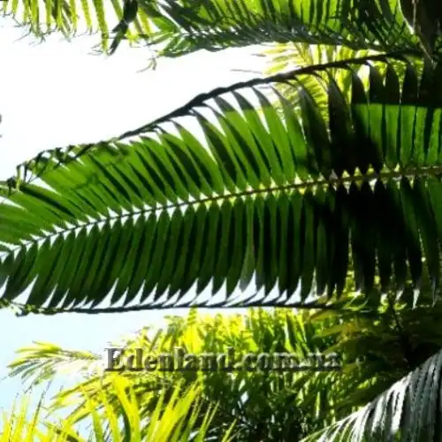 Изображение Диктиосперма белая разн. Соединенная - Dictyosperma album var. Conjugatum 