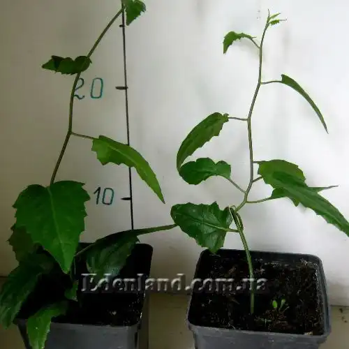 Изображение саженцы