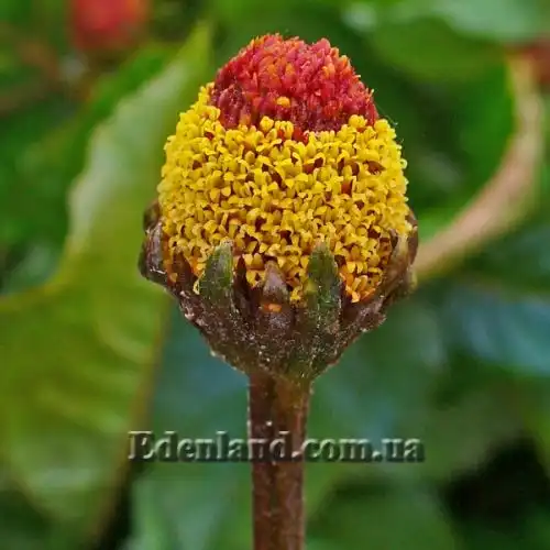 Зображення Спілантес городній - Spilanthes oleracea