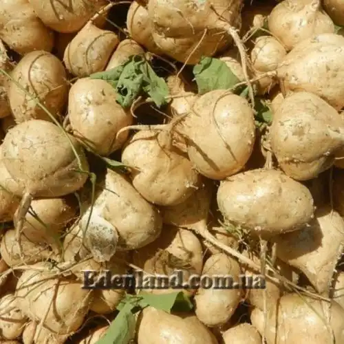 Изображение Мака перуанская (Лепидиум Мейена) - Lepidium Meyenii