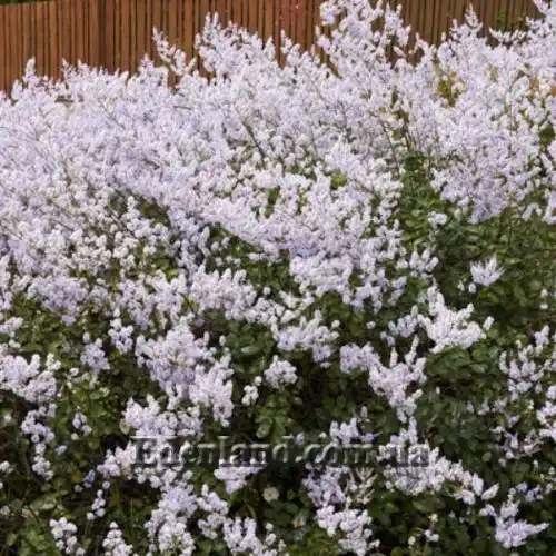 Вероника Халка - Veronica hulkeana