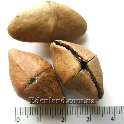 Изображение семена