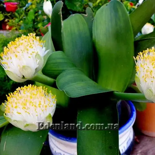 Изображение цветущие растения