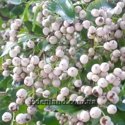 Зображення Азара зубчаста - Azara serrata 