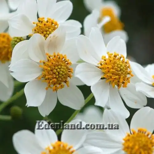 Зображення Монтаноа гібіскусолістна - Montanoa hibiscifolia