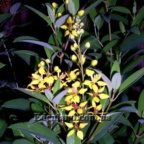 Изображение Гальфимия сизая - Galphimia glauca