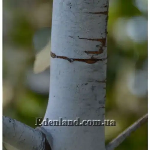 Изображение Эвкалипт припудренный Сорт Baby Blue - Eucalyptus pulverulenta