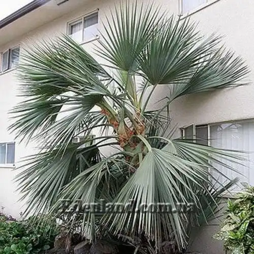 Изображение Наноропс Ритчи - Nannorrhops ritchiana