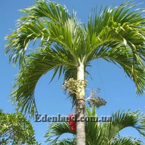 Изображение Адонидия Меррилла - Adonidia merrillii