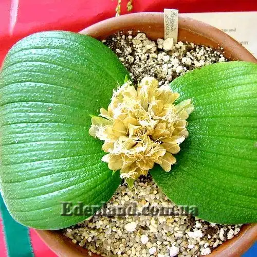 Изображение созревающие капсулы