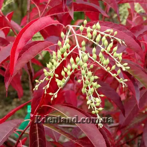 Изображение Оксидендрум древовидный - Oxydendrum arboreum