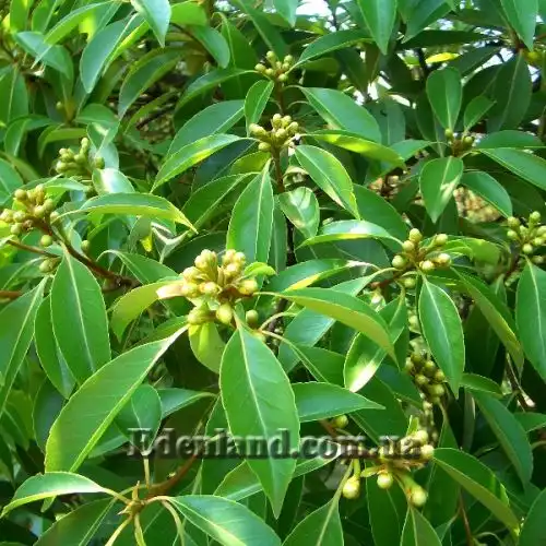 Изображение Схима роскошная - Schima superba