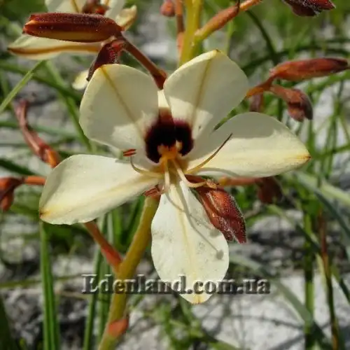 Изображение Вахендорфия метельчатая - Wachendorfia paniculata