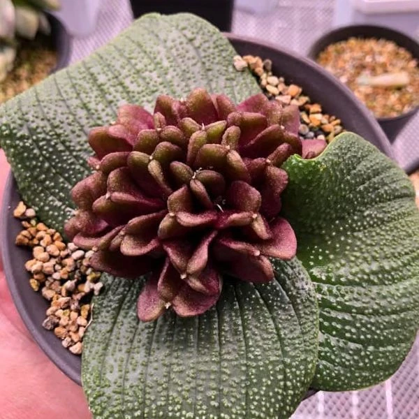 Изображение Массония пузырчатая  - Massonia pustulata 