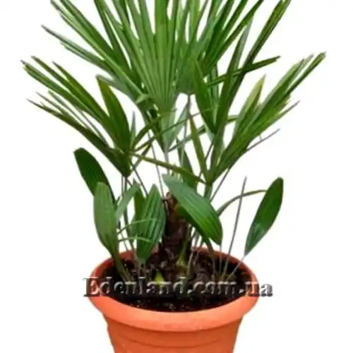 Зображення у горщику