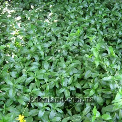 Изображение Винка минор (барвинок) - Vinca minor