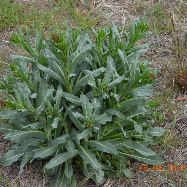 Изображение появление цветоносов