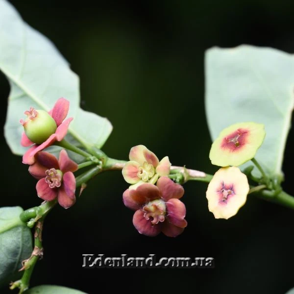 Изображение мужские и женские цветы