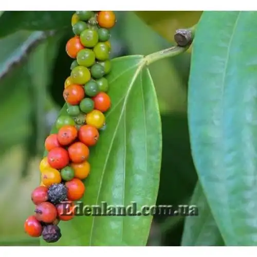 Зображення Перець чорний - Piper nigrum 