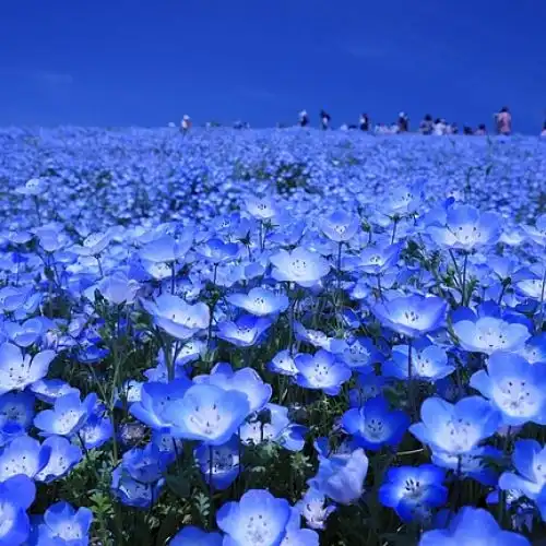 Зображення Поля немофіли