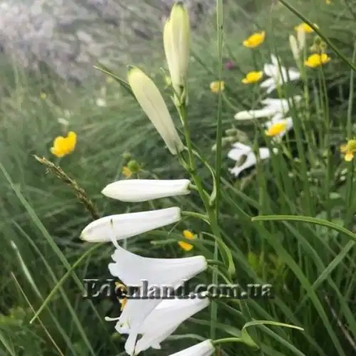 Изображение Парадизея лилейная - Paradisea liliastrum