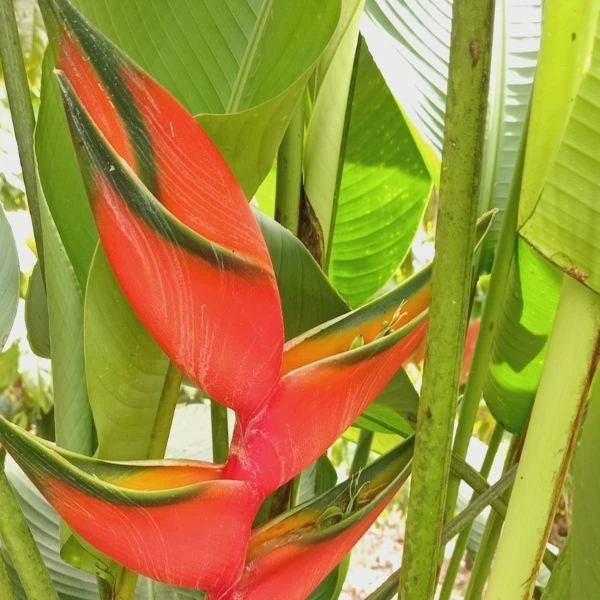 Зображення Геліконія біхай 'Lobster Claw Two' - Heliconia bihai 'Lobster Claw Two' 