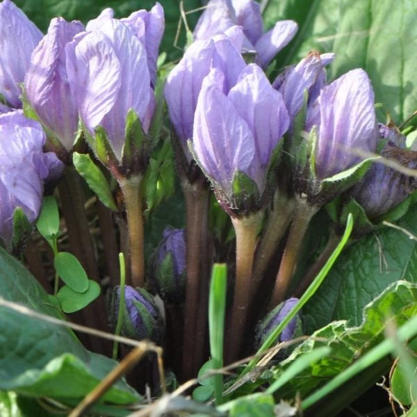 Изображение Мандрагора осенняя - Mandragora autumnalis 