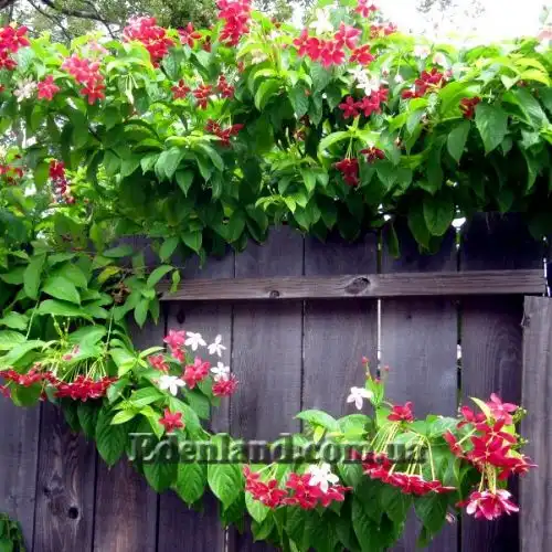 Изображение Квисквалис индийский    - Quisqualis indica 