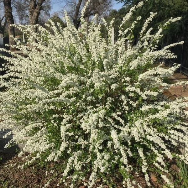 Зображення Лептоспермум Петерсона  - Leptospermum petersonii 