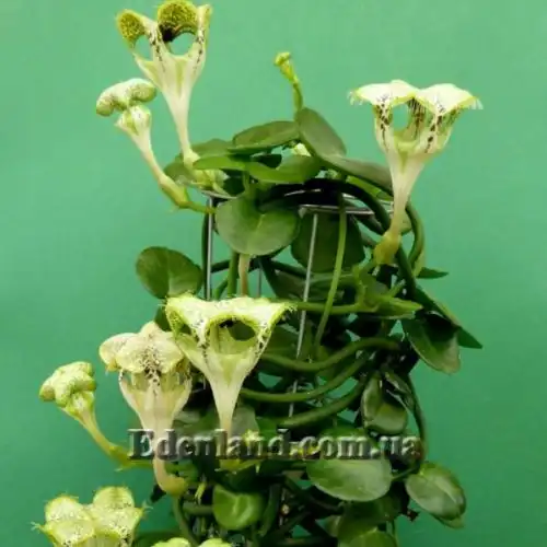 Зображення Церопегія Сандерсона - Ceropegia sandersonii