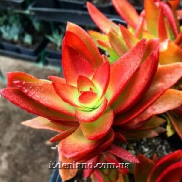 Изображение Крассула головчатая (костер) - Crassula capitella subsp. campfire