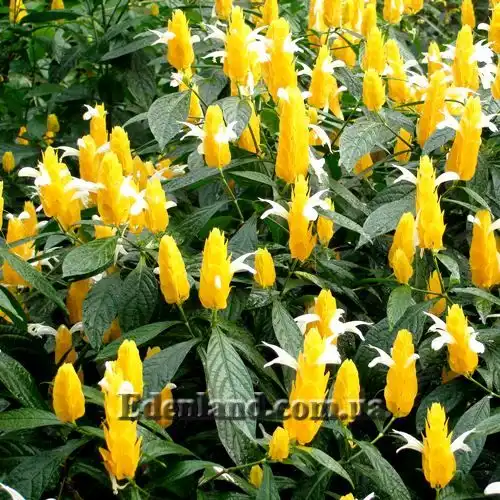 Изображение Пахистахис желтый - Pachystachys lutea